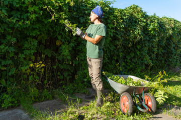 Adult white woman gardening with wheelbarrow in greenery, trimming branches of climbing hop plant...