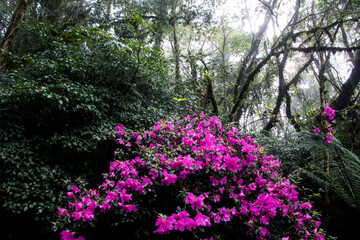 Beautiful pink azalea  flowers in the rainforest