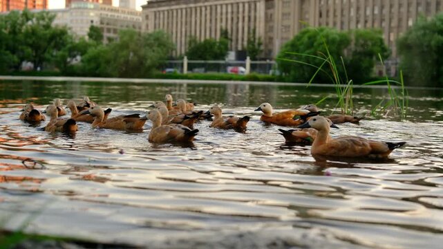 Flock of Ogar, red ducks, in the city park. park with a pond and ducks, red shelducks. feeding ducks. city park at sunset, swimming duck in water of park river landscape