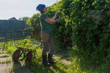 Adult white woman gardening with wheelbarrow in greenery, trimming branches of climbing hop plant...