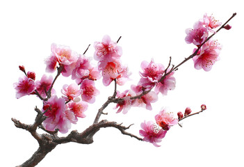 Delicate pink cherry blossom branch in full bloom, a symbol of spring isolated on transparent background