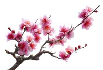Delicate pink cherry blossom branch in full bloom, a symbol of spring isolated on transparent background