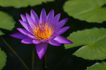 Blooming Purple Lotus Flower