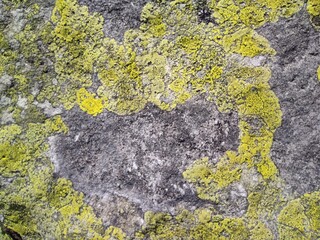 texture of moss on a stone. texture of moss on a rock. ukrainian mountains. natural texture