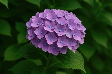 Beautiful purple hydrangea macrophylla growing in a lush garden