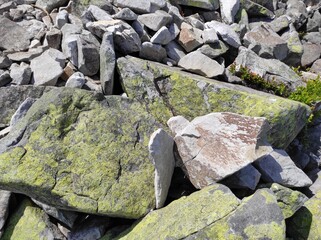 texture of moss on a stone. texture of moss on a rock. ukrainian mountains. natural texture