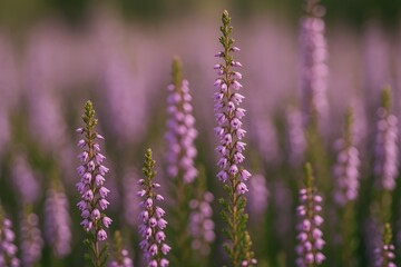 Purple flowering plants in a scenic woodland area
