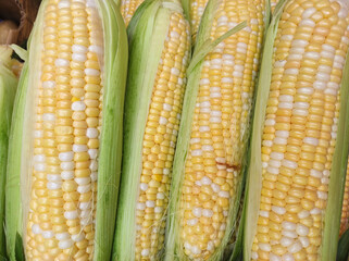 Corn texture. Corn cobs