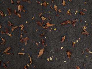 Texture of yellow leaves on black ground. Texture of black ground. fallen autumn leaves