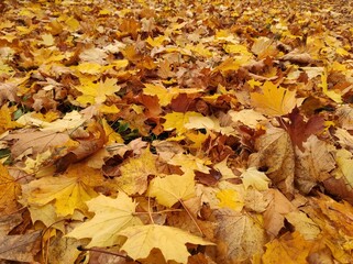 Texture of autumn fallen leaves. Yellow and red leaf texture. Brown texture of fallen leaves. Autumn gold