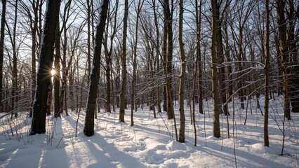 A serene winter woodland blanketed with newly fallen snow on the earth and limbs