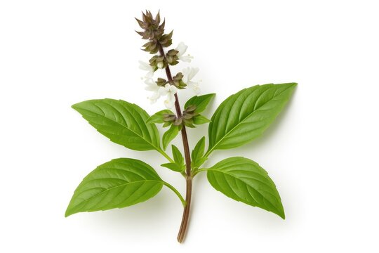 Beautiful sweet basil blossom displayed against a plain white backdrop