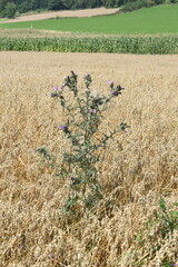 Ackerdistel im Haferfeld