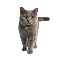 Fototapeta premium A fluffy british shorthair cat with bright yellow eyes walks forward on a transparent background isolated on transparent background