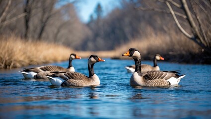 Obraz premium Wild geese paddling in a freshwater creek