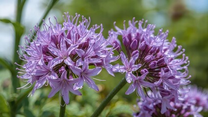 Intimate perspective of blooming purple petals in sunlight