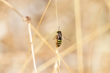 Mosca cernidora o sirfidos (Episyrphus Balteatus) posada en la rama