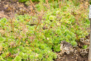 Androsace Primuloides Chumbyi plant in Saint Gallen in Switzerland 30.7.2025
