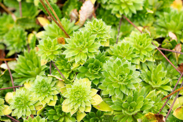 Androsace Primuloides Chumbyi plant in Saint Gallen in Switzerland 30.7.2025
