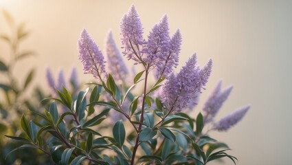 Exploring the Uses and Names of Vitex (Chaste Tree) including Chasteberry and Abraham's Balm