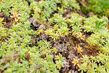 Kabschia Saxifraga or Saxifraga Marginata var Coriophylla plant in Saint Gallen in Switzerland 30.7.2025