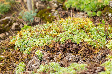 Kabschia Saxifraga or Saxifraga Marginata var Coriophylla plant in Saint Gallen in Switzerland 30.7.2025
