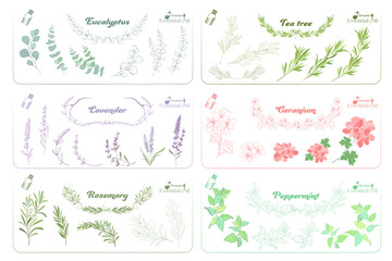 ユーカリ、ラベンダー、ローズマリー、ティーツリー、ゼラニウム、ペパーミント精油のイラスト