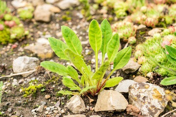 Androsace Strigillosa plant in Saint Gallen in Switzerland 30.7.2025