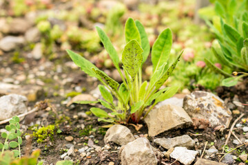 Androsace Strigillosa plant in Saint Gallen in Switzerland 30.7.2025