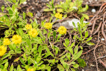 Eriogonum Flavum plant in Saint Gallen in Switzerland 30.7.2025