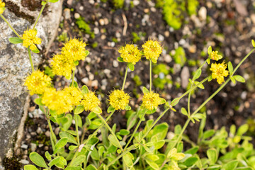 Eriogonum Flavum plant in Saint Gallen in Switzerland 30.7.2025