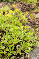 Eriogonum Flavum plant in Saint Gallen in Switzerland 30.7.2025