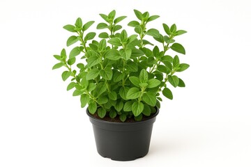Fototapeta premium Healthy oregano herb thriving in a pot against a plain white background