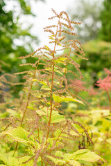 Goats beard or Aruncus Asiaticus plant in Saint Gallen in Switzerland 30.7.2025