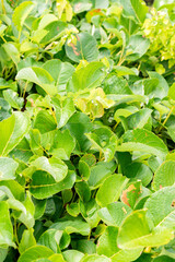 Obraz premium Salix Kurilense plant in Saint Gallen in Switzerland 30.7.2025
