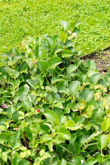 Salix Kurilense plant in Saint Gallen in Switzerland 30.7.2025