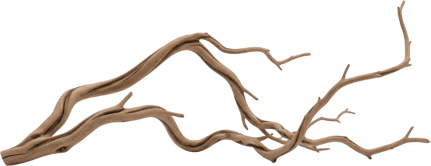 Gnarled weathered wood branches with intricate patterns abstract natural texture isolate dry transparent background