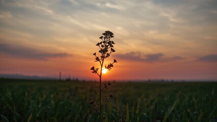 Contour of a shriveled tansy blossom framed by a radiant evening sky. Striking vista.