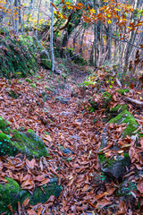Fototapeta premium Autumn leaves blanketing leaf-strewn woodland trail, highlighting seasonal forest tranquility