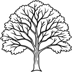 Obraz premium White Elm line art vector