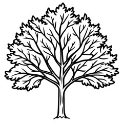 Obraz premium White Elm line art vector