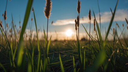 Fototapeta premium Profile of reed plants with soft focus