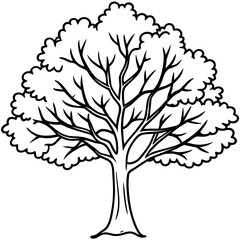 White Elm line art vector