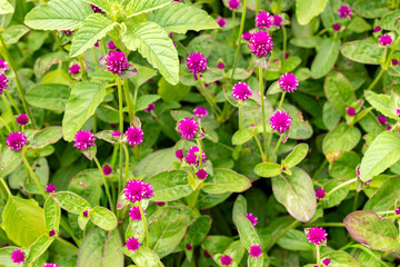 Globe amaranth or Gomphrena Globosa plant in Saint Gallen in Switzerland 30.7.2025