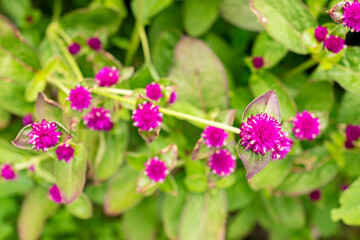 Globe amaranth or Gomphrena Globosa plant in Saint Gallen in Switzerland 30.7.2025