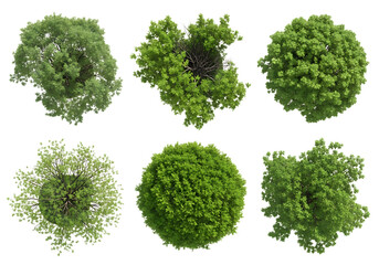 Overhead view of various trees with lush green foliage creating a natural pattern for landscaping and design isolated on transparent background