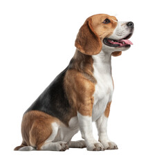 Beagle sitting, looking up