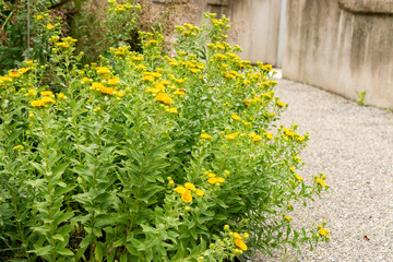 Inula Spiraeifolia plant in Saint Gallen in Switzerland 30.7.2025