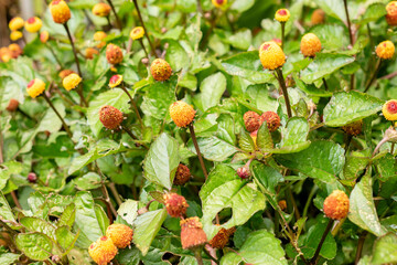 Obraz premium Electric daisy or Spilanthes Oleracea plant in Saint Gallen in Switzerland 30.7.2025