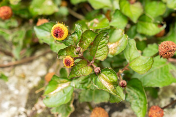 Electric daisy or Spilanthes Oleracea plant in Saint Gallen in Switzerland 30.7.2025
